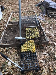 Healing in spruce tubes